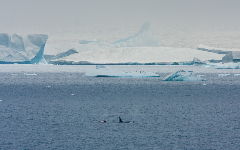 Orca Pod And Icebergs